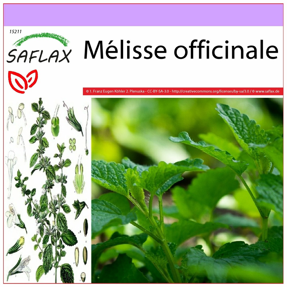 Mélisse officinale - 150 graines - melissa officinalis