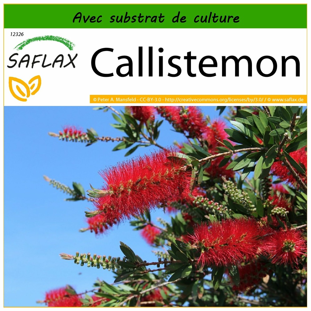 Callistemon - 400 graines - avec substrat - callistemon citrinus