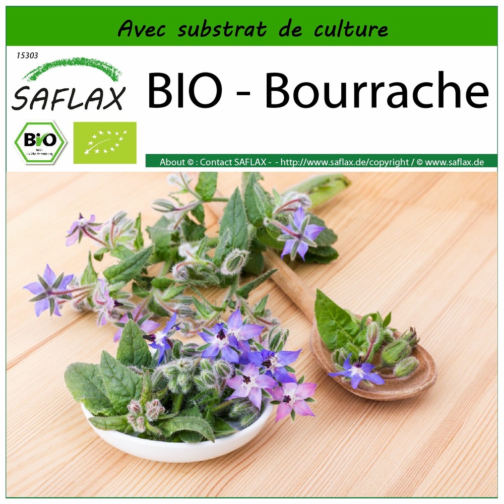 Bio - bourrache - 40 graines - avec substrat - borago officinalis