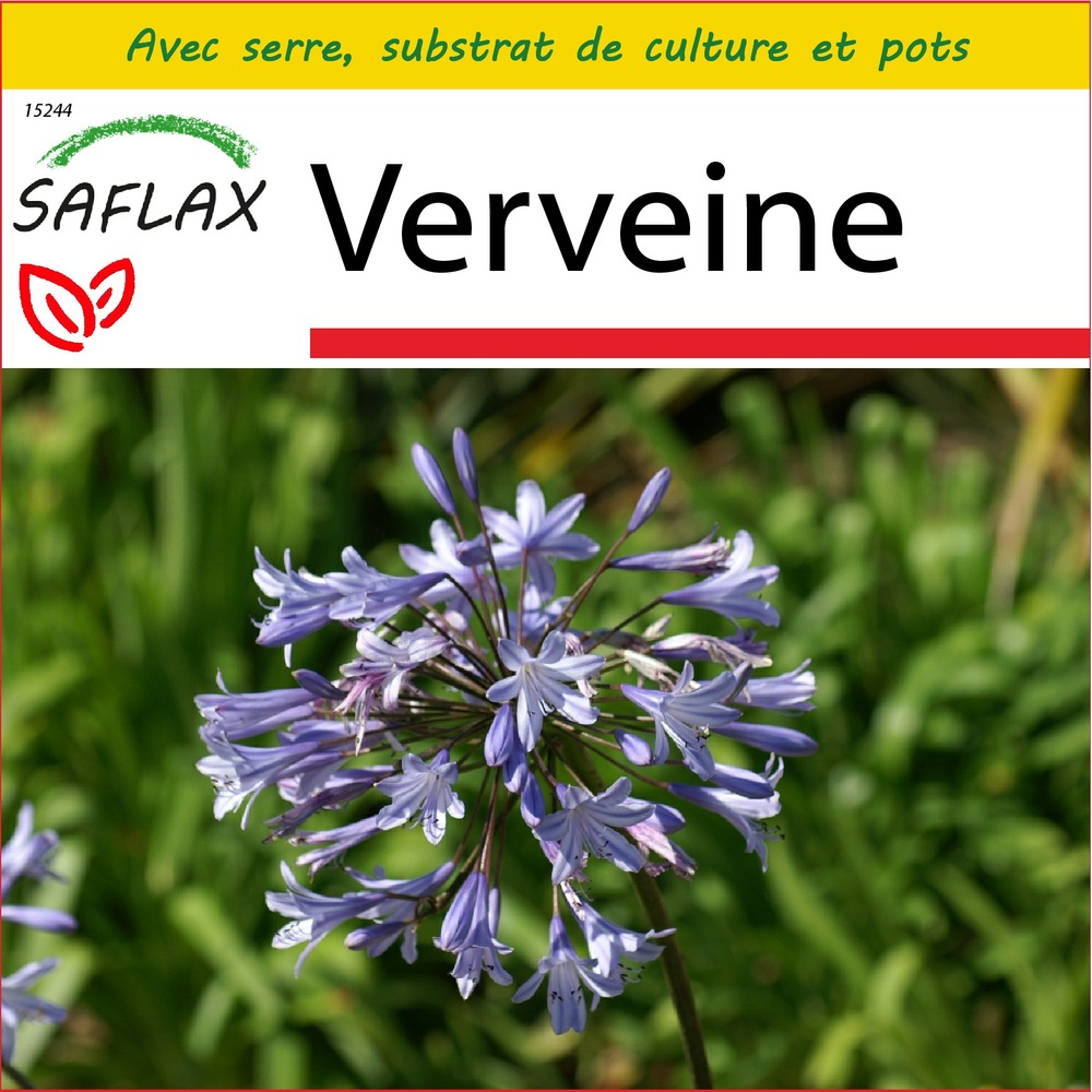 Ensemble de culture - verveine - 250 graines - verbena officinalis