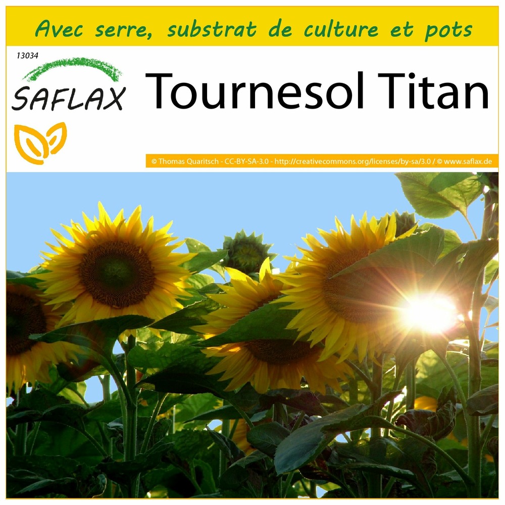 Ensemble de culture - tournesol titan - 20 graines - helianthus annuus