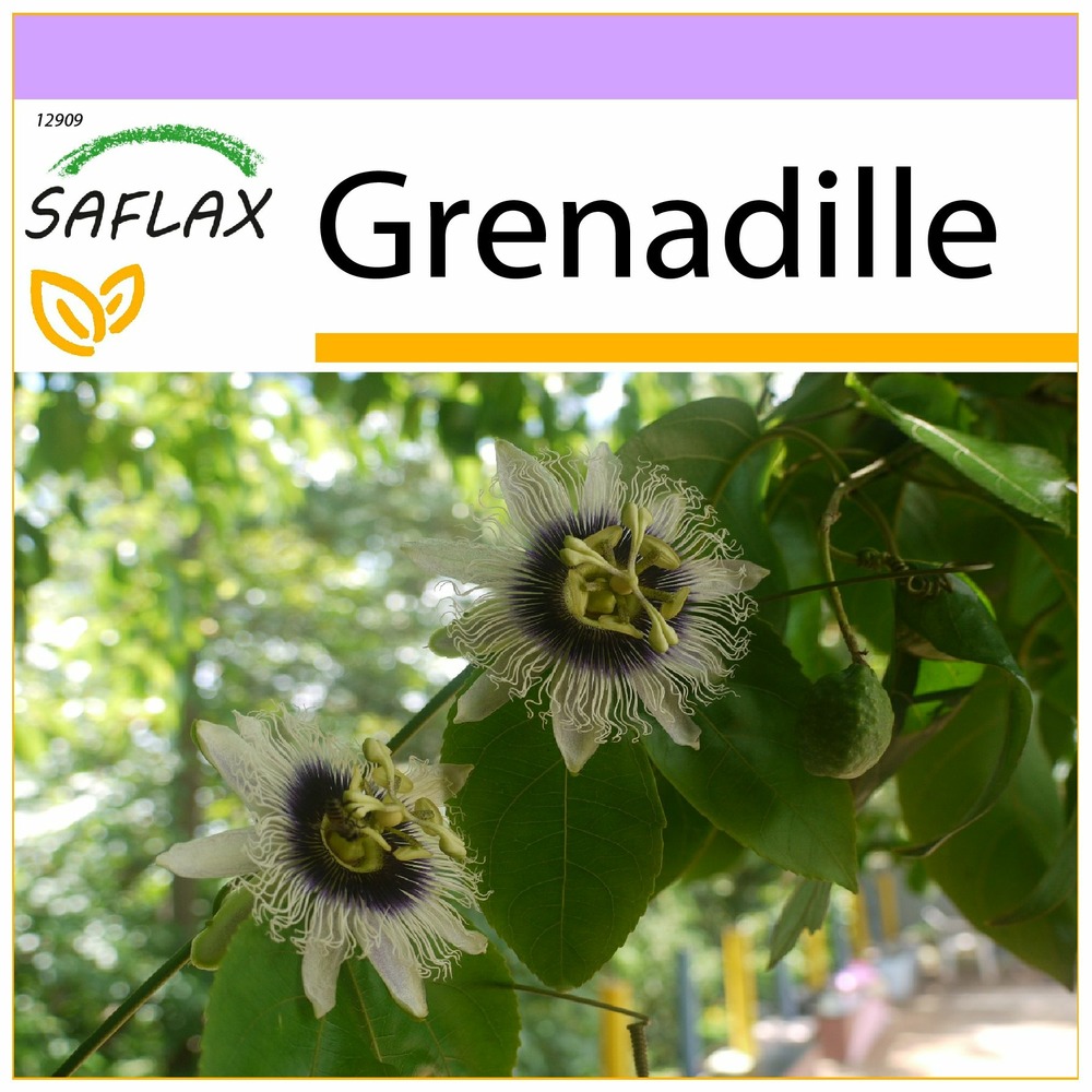 Grenadille - 40 graines - passiflora edulis