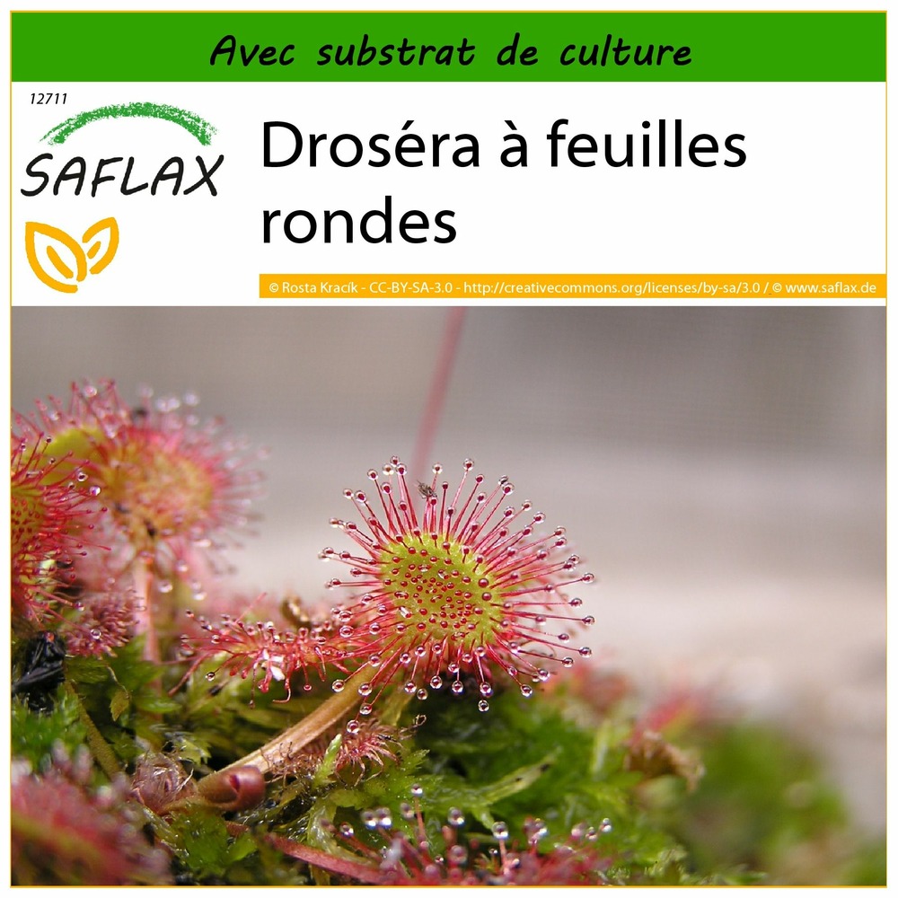 Droséra à feuilles rondes - 50 graines - avec substrat - drosera rotundifolia