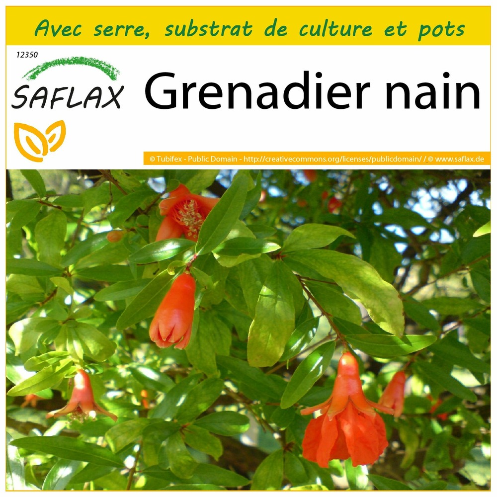 Ensemble de culture - grenadier nain - 50 graines - punica granatum nana