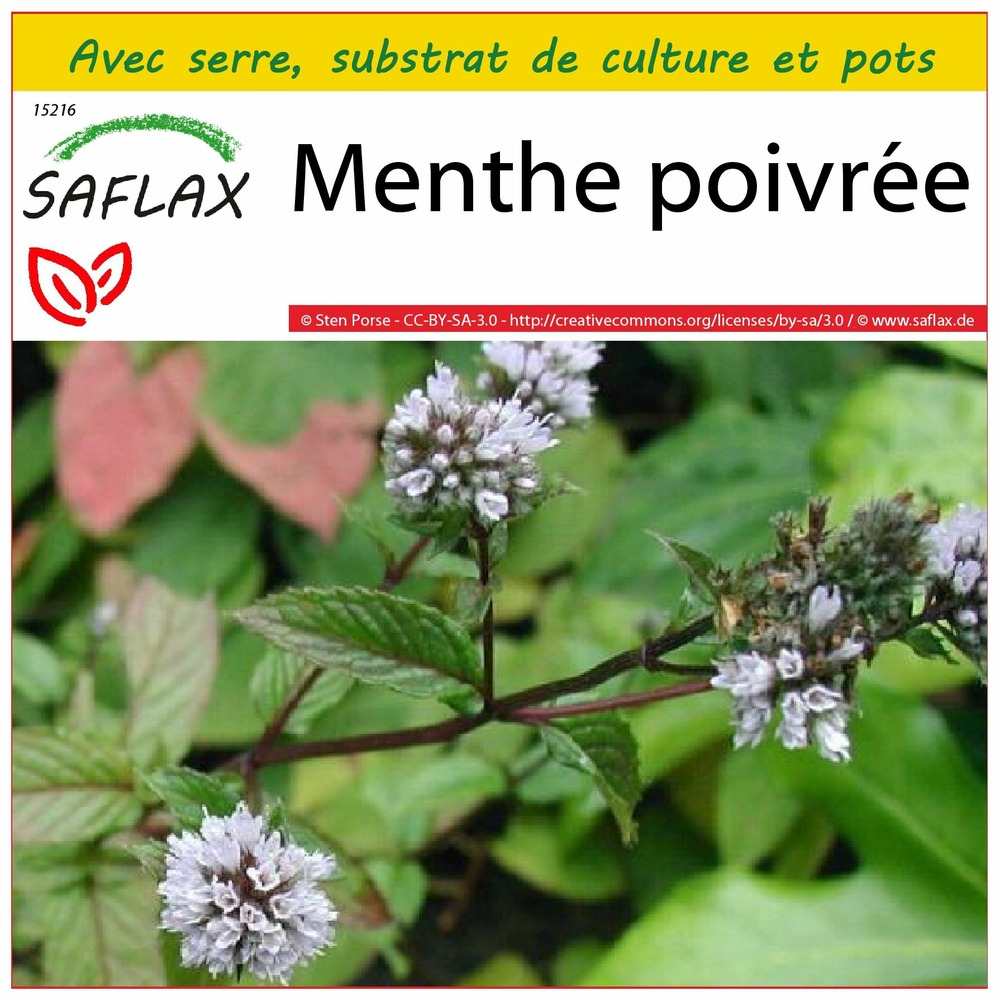 Ensemble de culture - menthe poivrée - 300 graines - mentha piperita