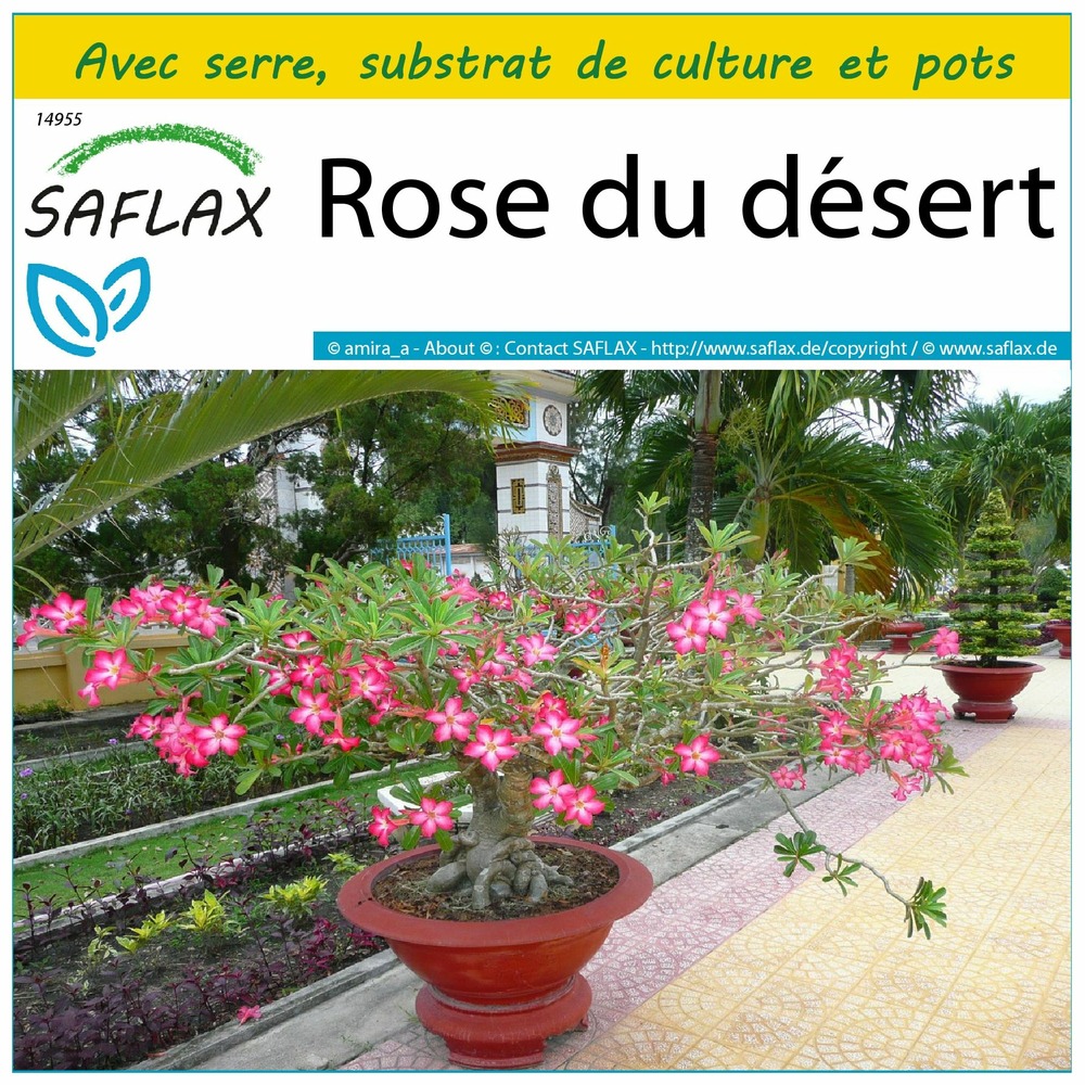 Ensemble de culture - rose du désert - 8 graines - adenium obesum