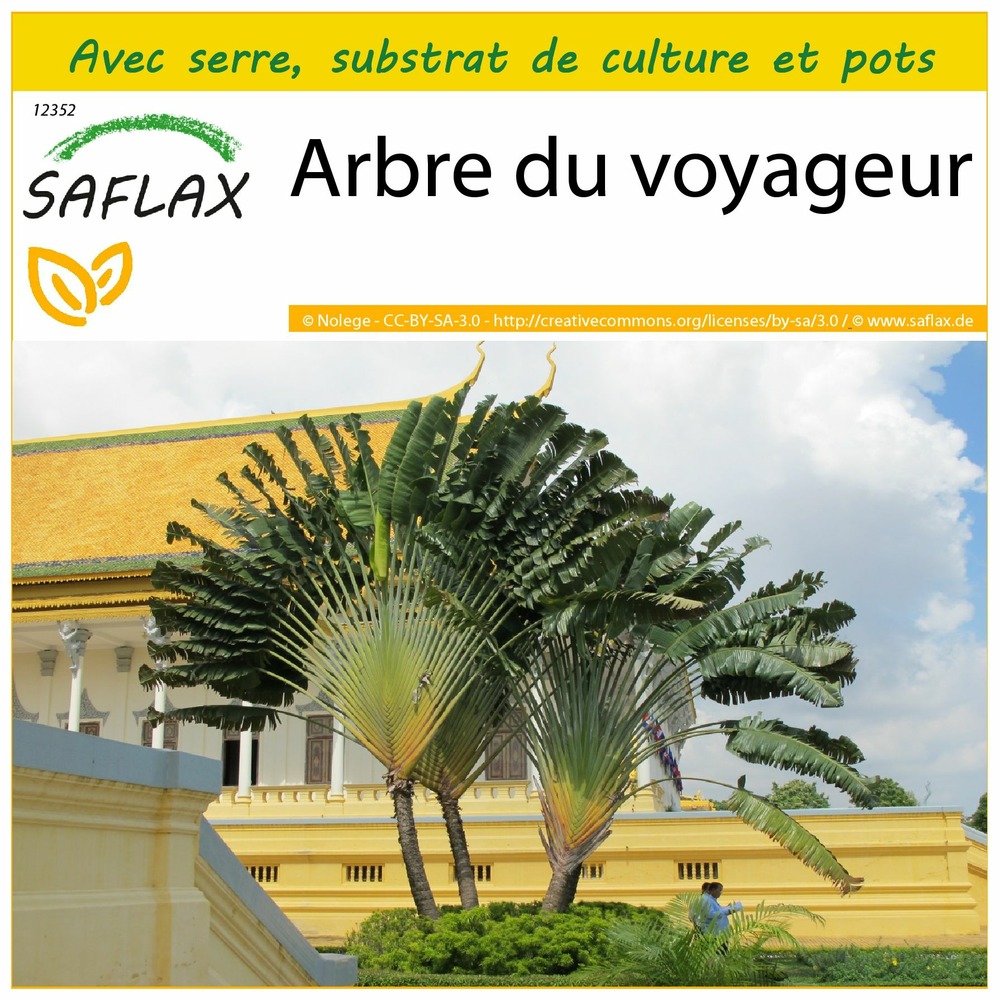 Ensemble de culture - arbre du voyageur - 8 graines - ravenala madagascariensis