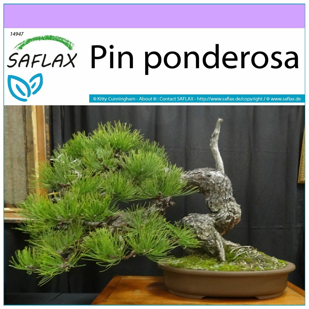 Pin ponderosa - 20 graines - pinus ponderosa