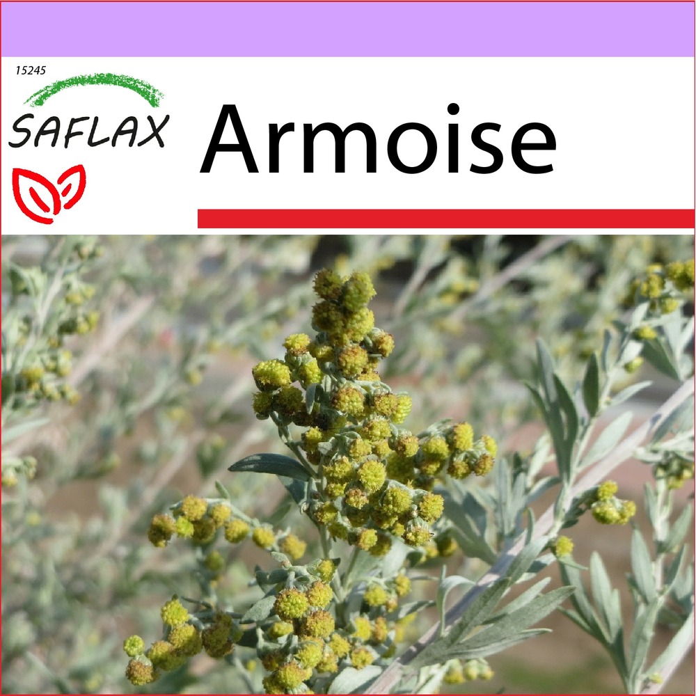 Armoise - 500 graines - artemisia absinthum