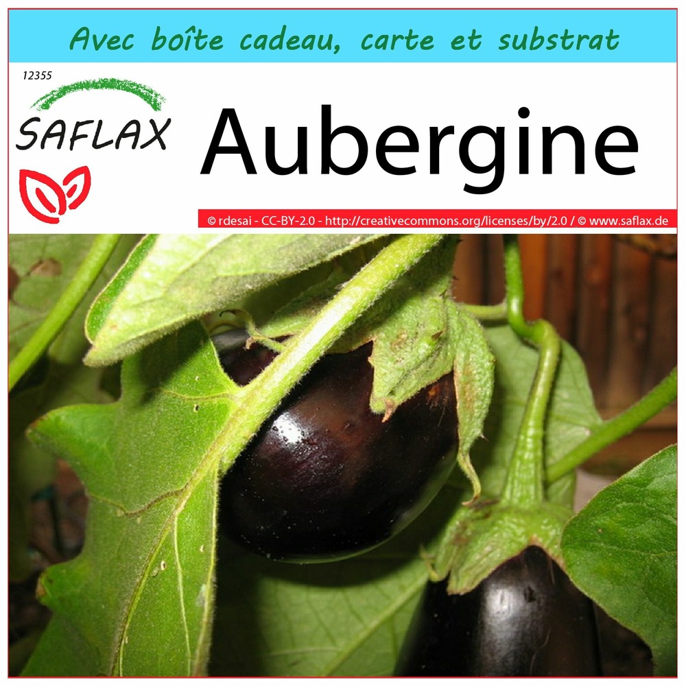 Ensemble-cadeau - aubergine - 20 graines - solanum melonga
