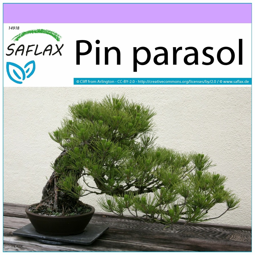 Pin parasol - 6 graines - pinus pinea