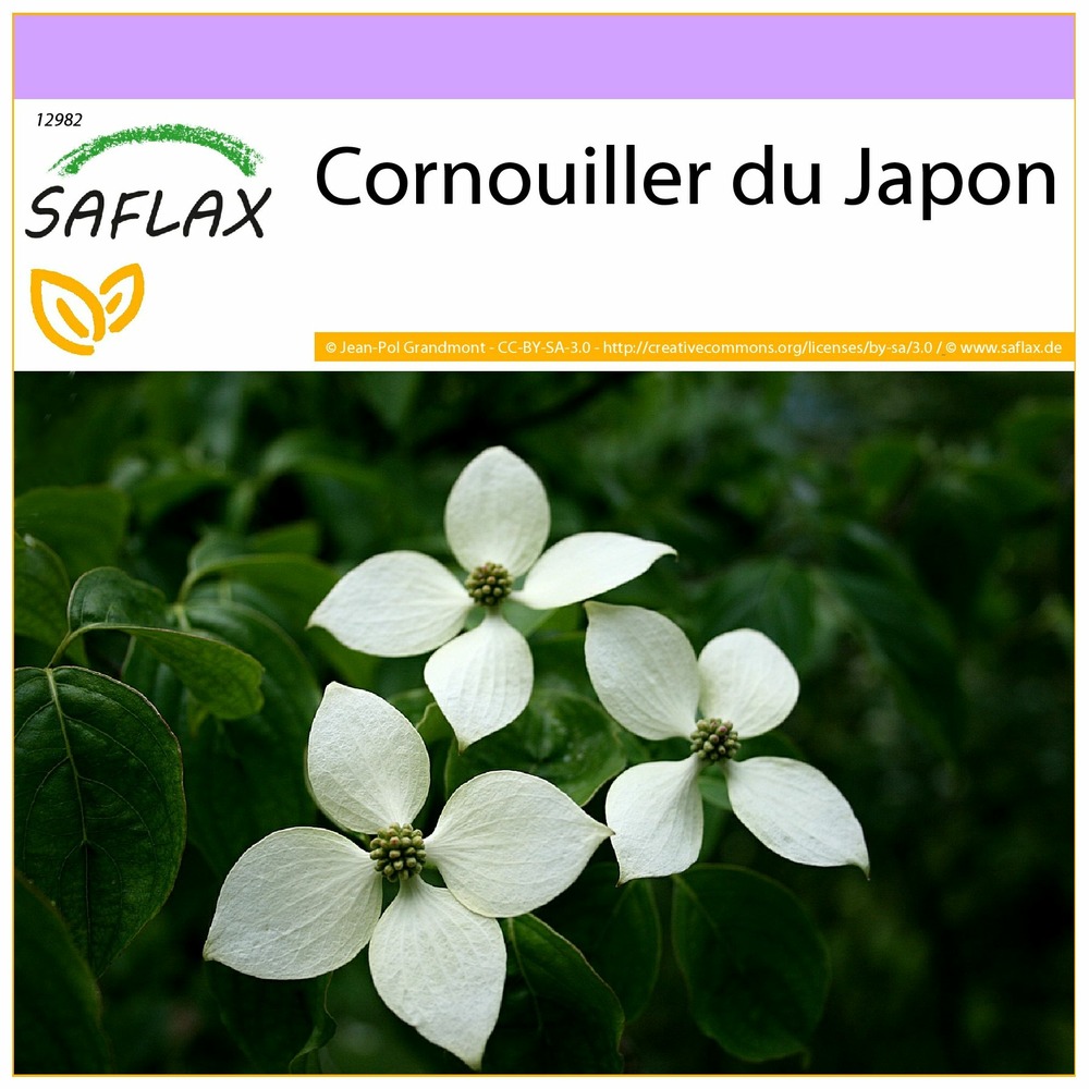 Cornouiller du japon - 30 graines - cornus kousa var. Chinensis