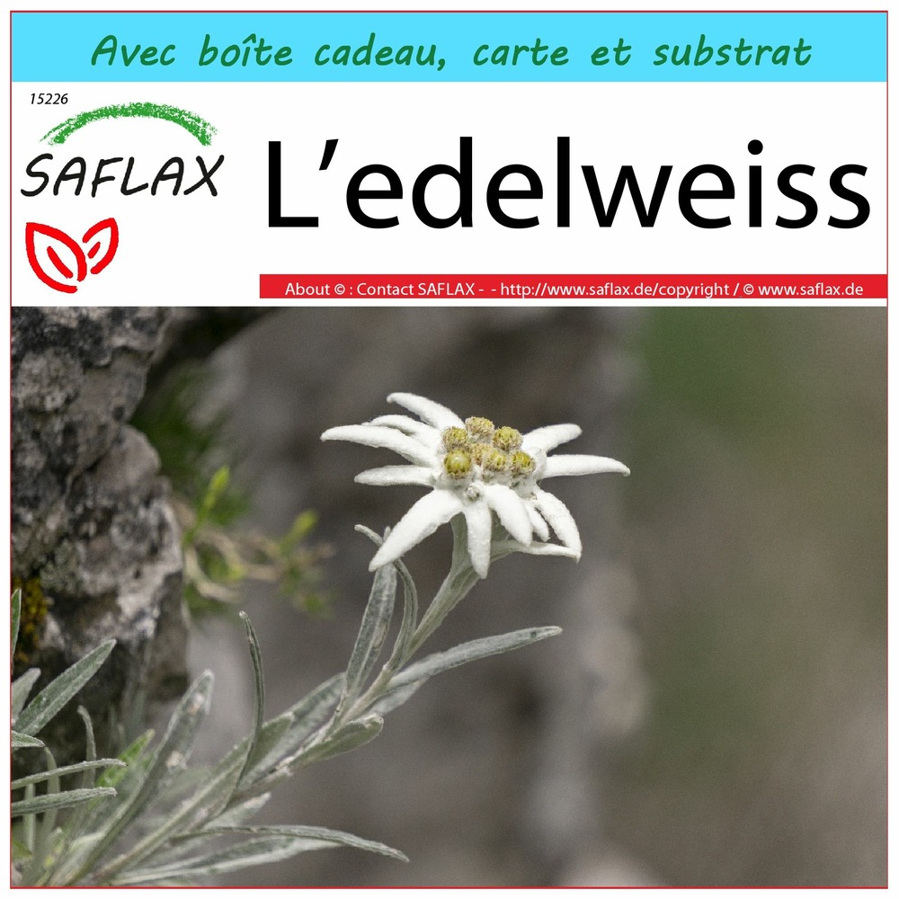 Ensemble-cadeau - l’edelweiss - 500 graines - leontopodium alpinum