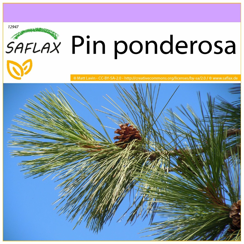 Pin ponderosa - 20 graines - pinus ponderosa