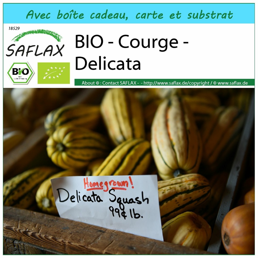 Ensemble-cadeau - bio - courge - delicata - 6 graines - cucurbita pepo