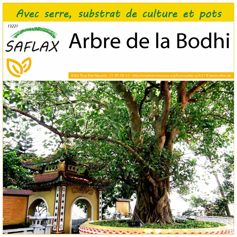 Ensemble de culture - arbre de la bodhi - 100 graines - ficus religiosa