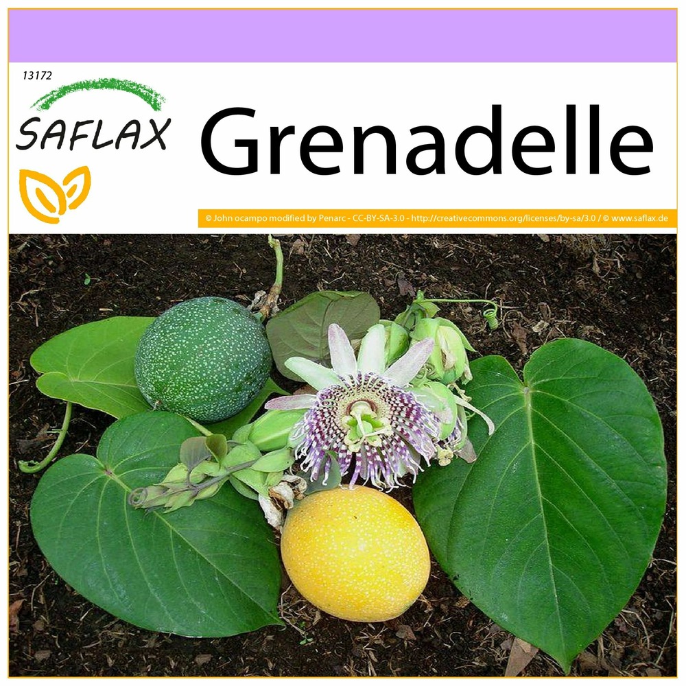 Grenadelle - 20 graines - passiflora ligularis