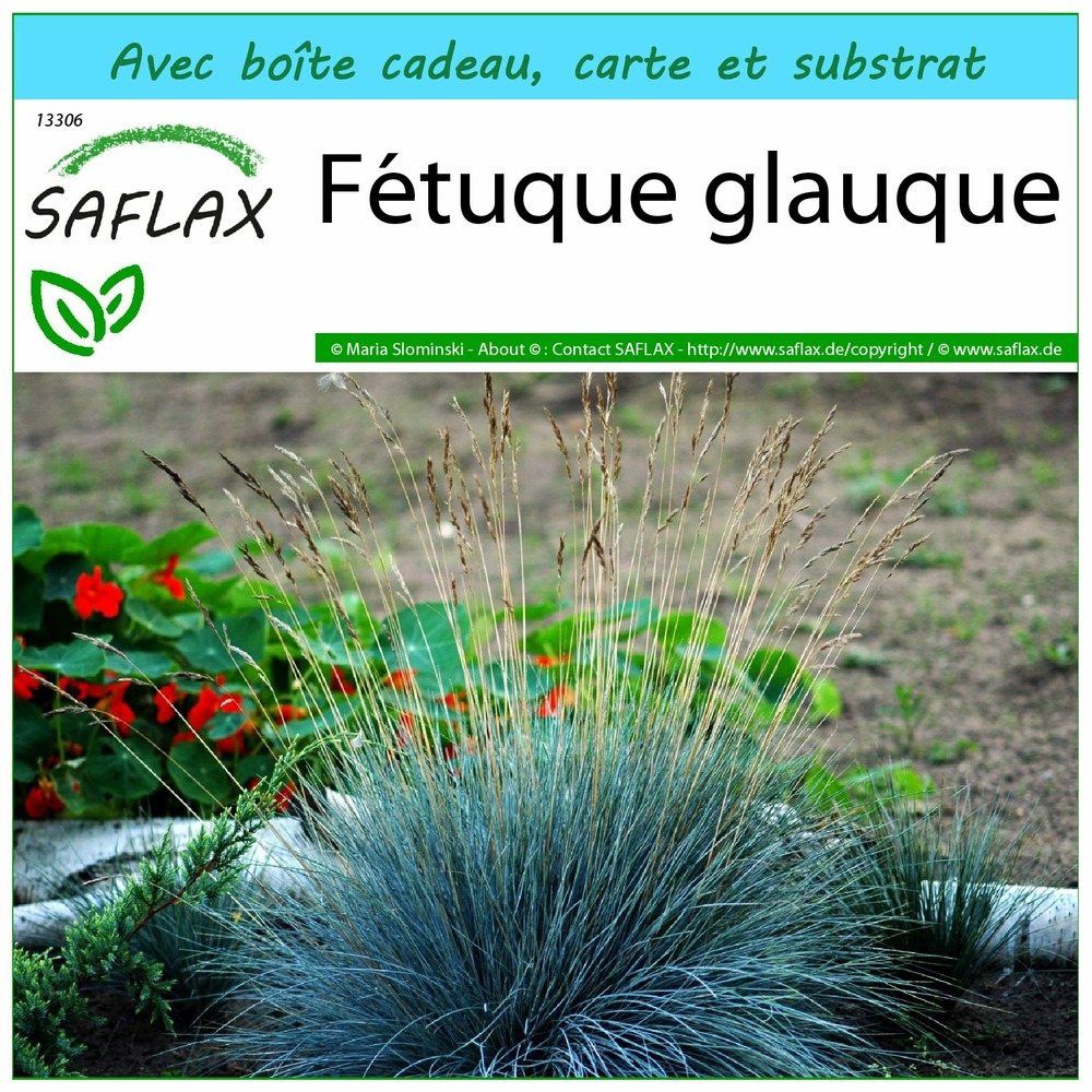 Ensemble-cadeau - fétuque glauque - 50 graines - festuca glauca