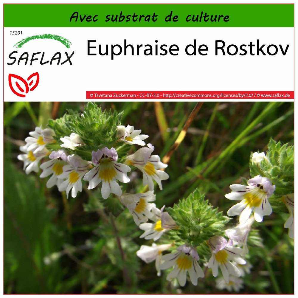 Euphraise de rostkov - 200 graines - avec substrat - euphrasia officinalis
