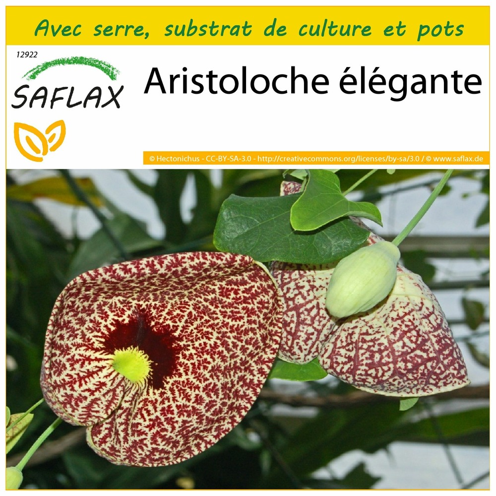 Ensemble de culture - aristoloche élégante - 80 graines - aristolochia littoralis syn. Elegans