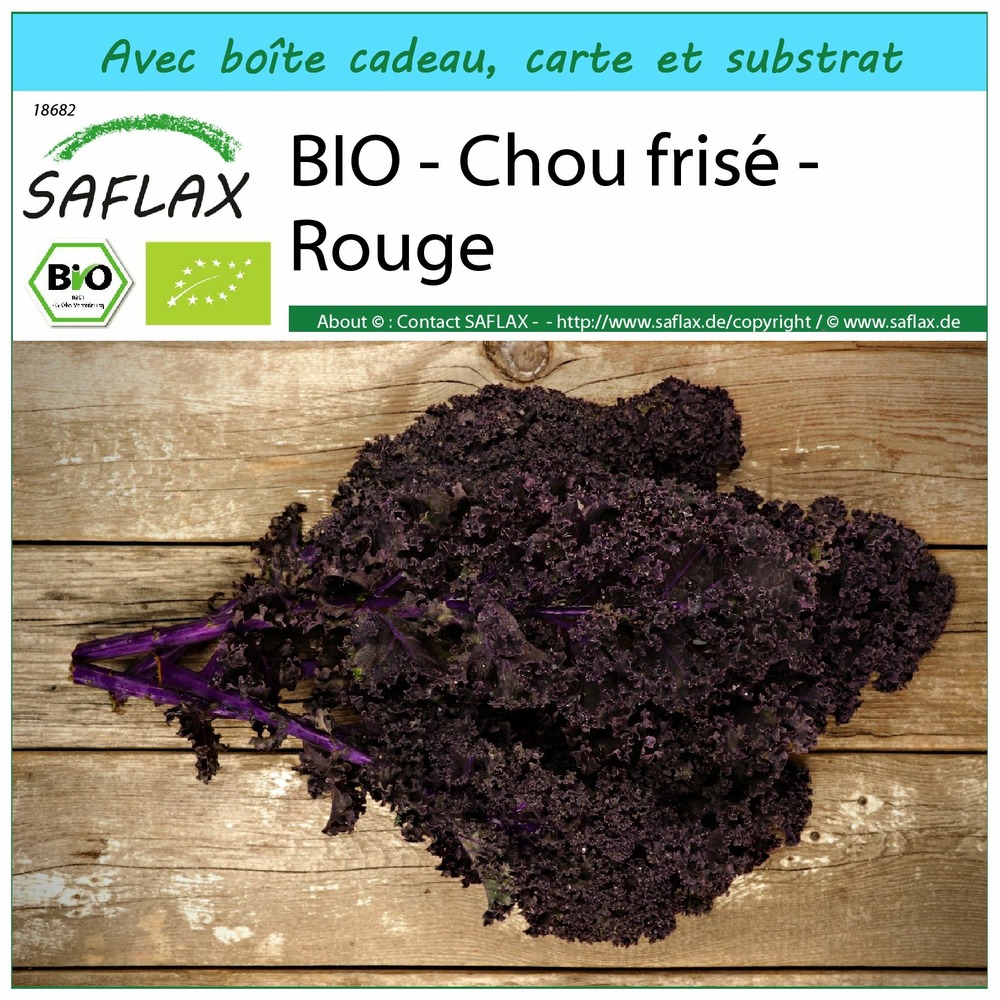 Ensemble-cadeau - bio - chou frisé - rouge - 50 graines - brassica oleracea var. Sabellica