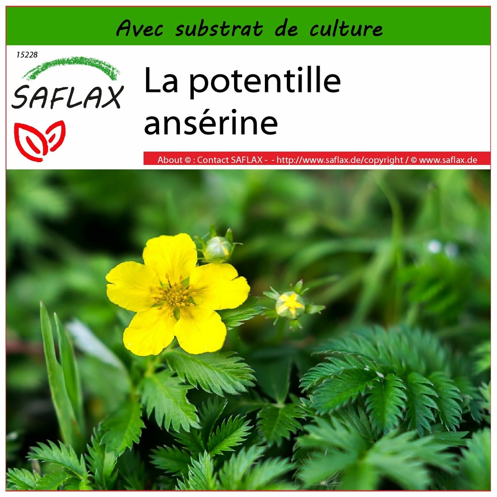 La potentille ansérine - 20 graines - avec substrat - potentilla anserina
