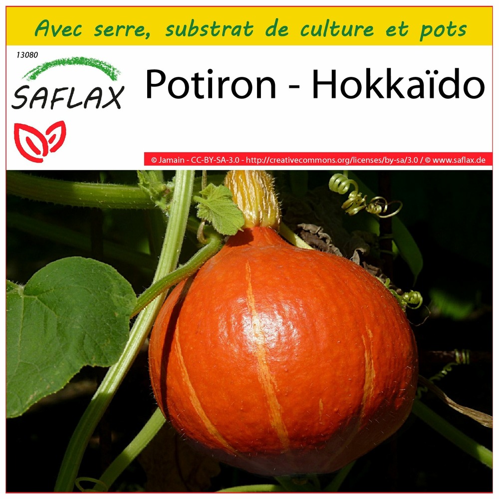 Ensemble de culture - potiron - hokkaïdo - 10 graines - cucurbita maxima