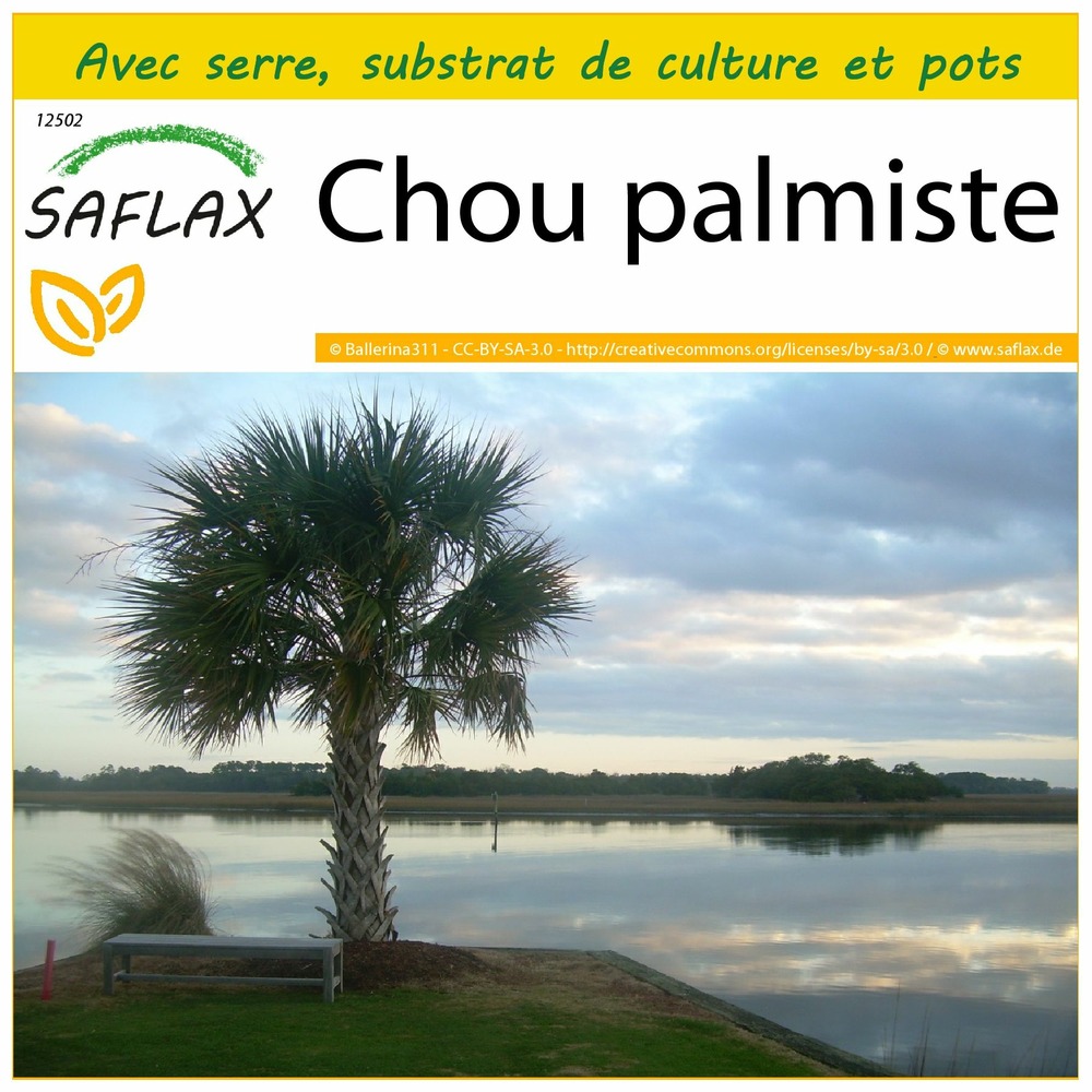 Ensemble de culture - chou palmiste - 8 graines - sabal palmetto