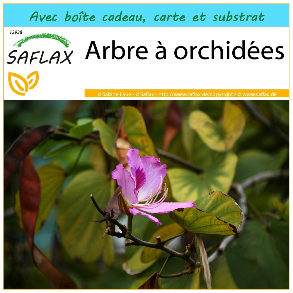 Ensemble-cadeau - arbre à orchidées - 8 graines - bauhinia variegata