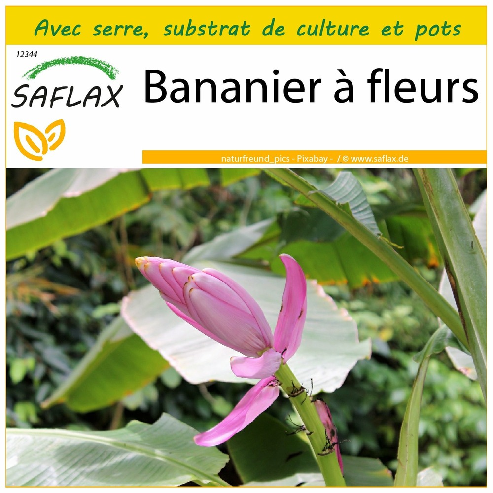 Ensemble de culture - bananier à fleurs - 8 graines - musa velutina