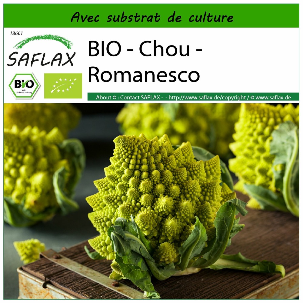 Bio - chou - romanesco - 50 graines - avec substrat - brassica oleracea var. Botrytis