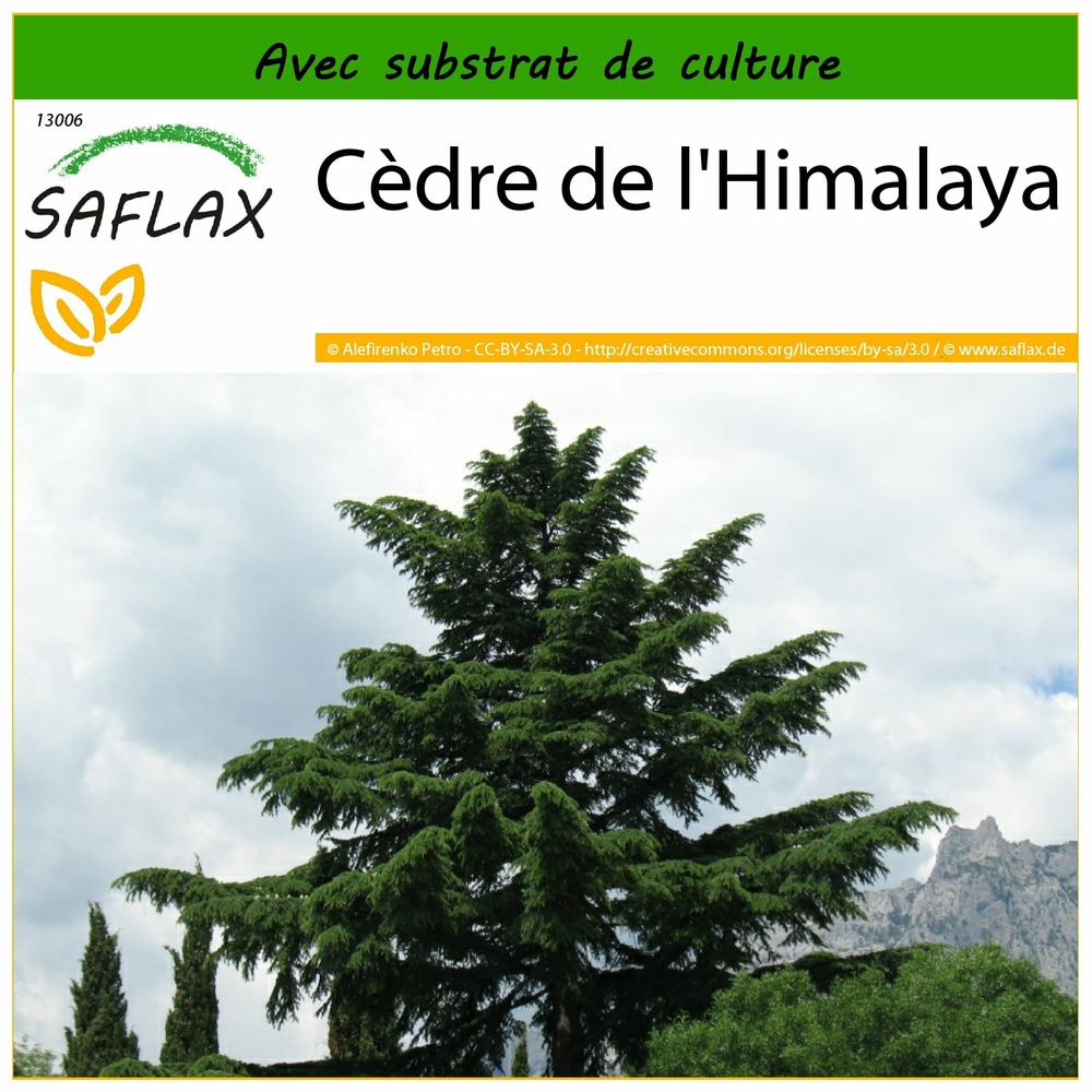 Cèdre de l'himalaya - 35 graines - avec substrat - cedrus deodara