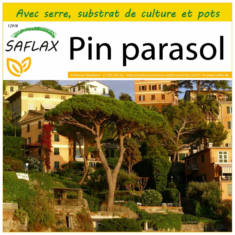 Ensemble de culture - pin parasol - 6 graines - pinus pinea