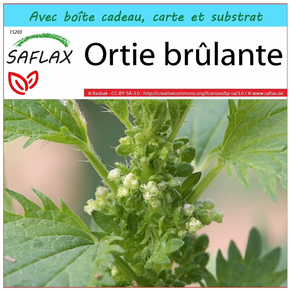 Ensemble-cadeau - ortie brûlante - 150 graines - urtica urens