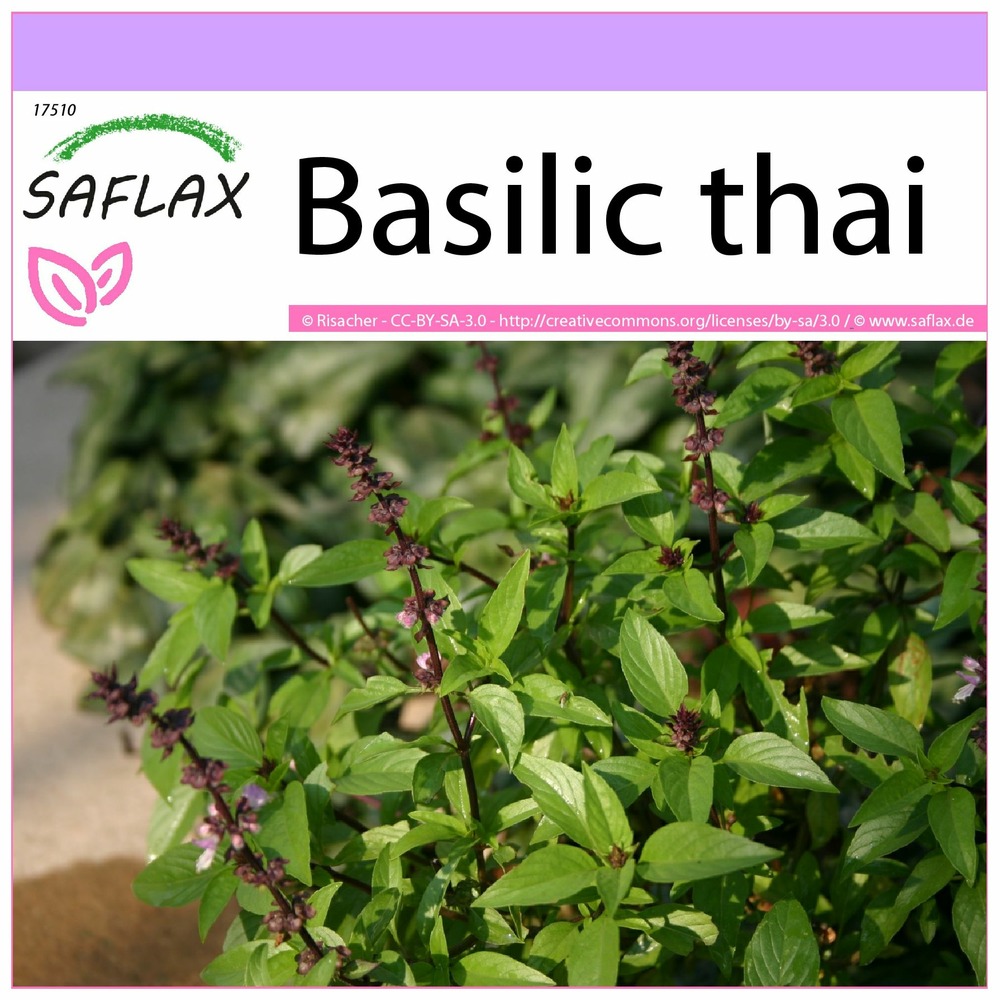 Basilic thai - 200 graines - ocimum basilicum