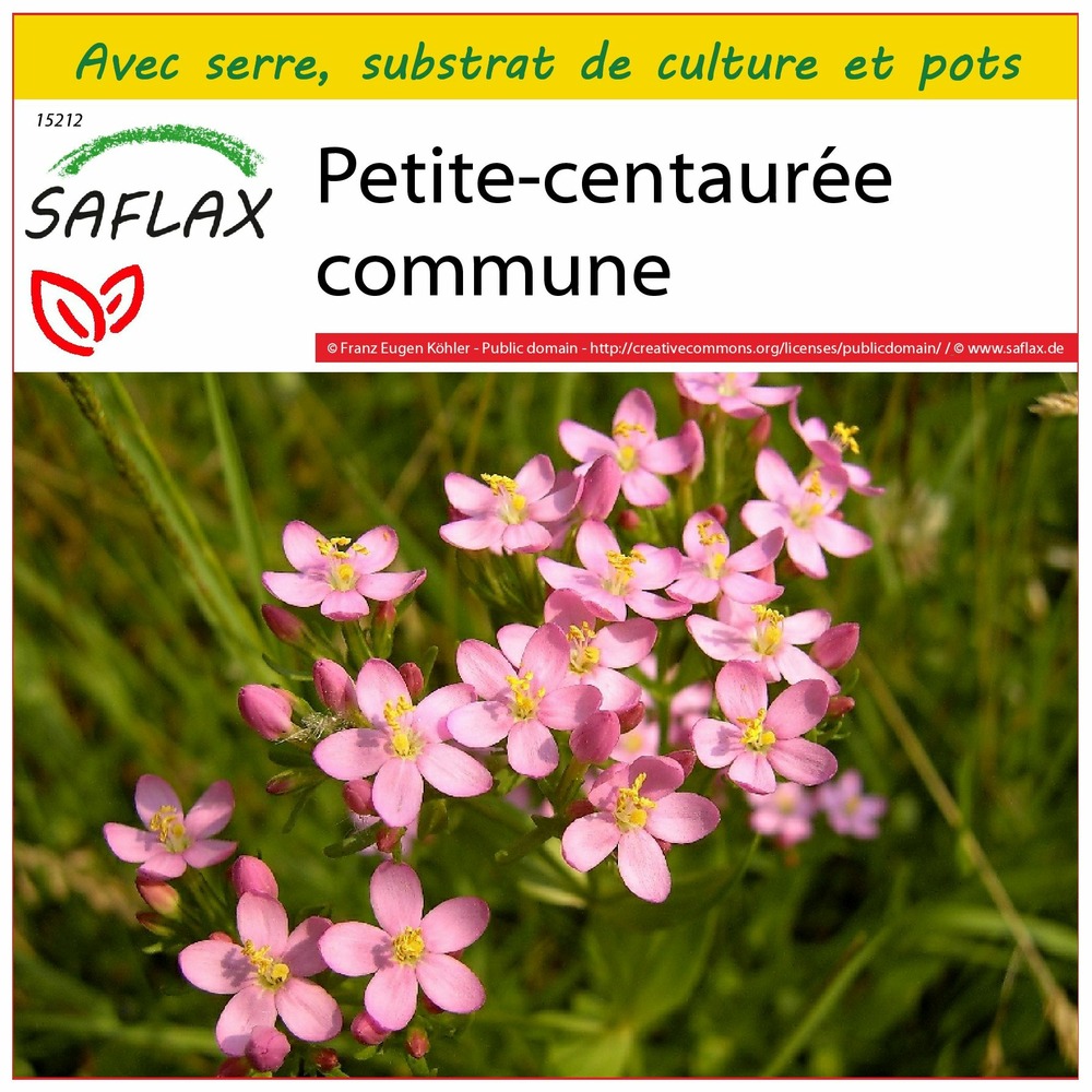Ensemble de culture - petite-centaurée commune - 250 graines - centaurium erythraea