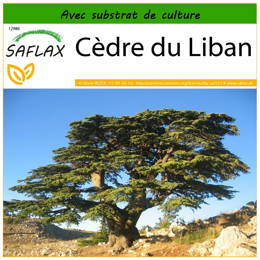 Cèdre du liban - 20 graines - avec substrat - cedrus libani