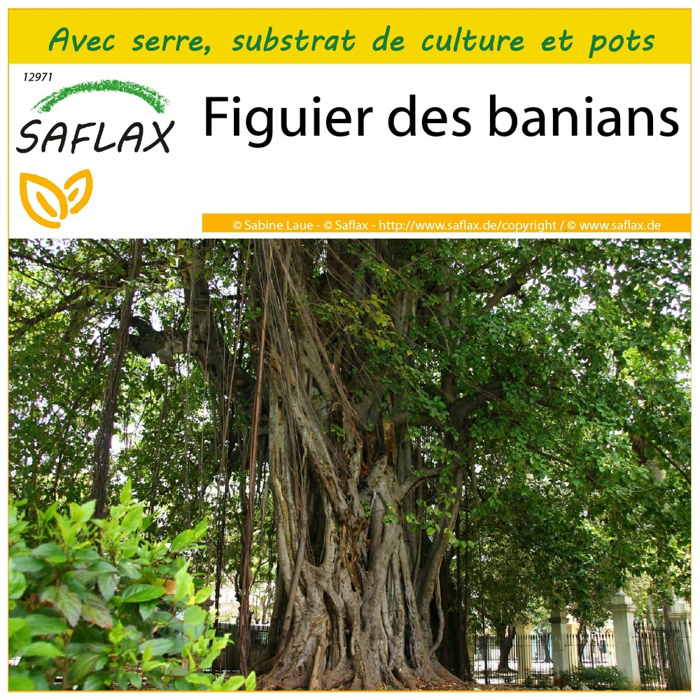Ensemble de culture - figuier des banians - 20 graines - ficus benghalensis