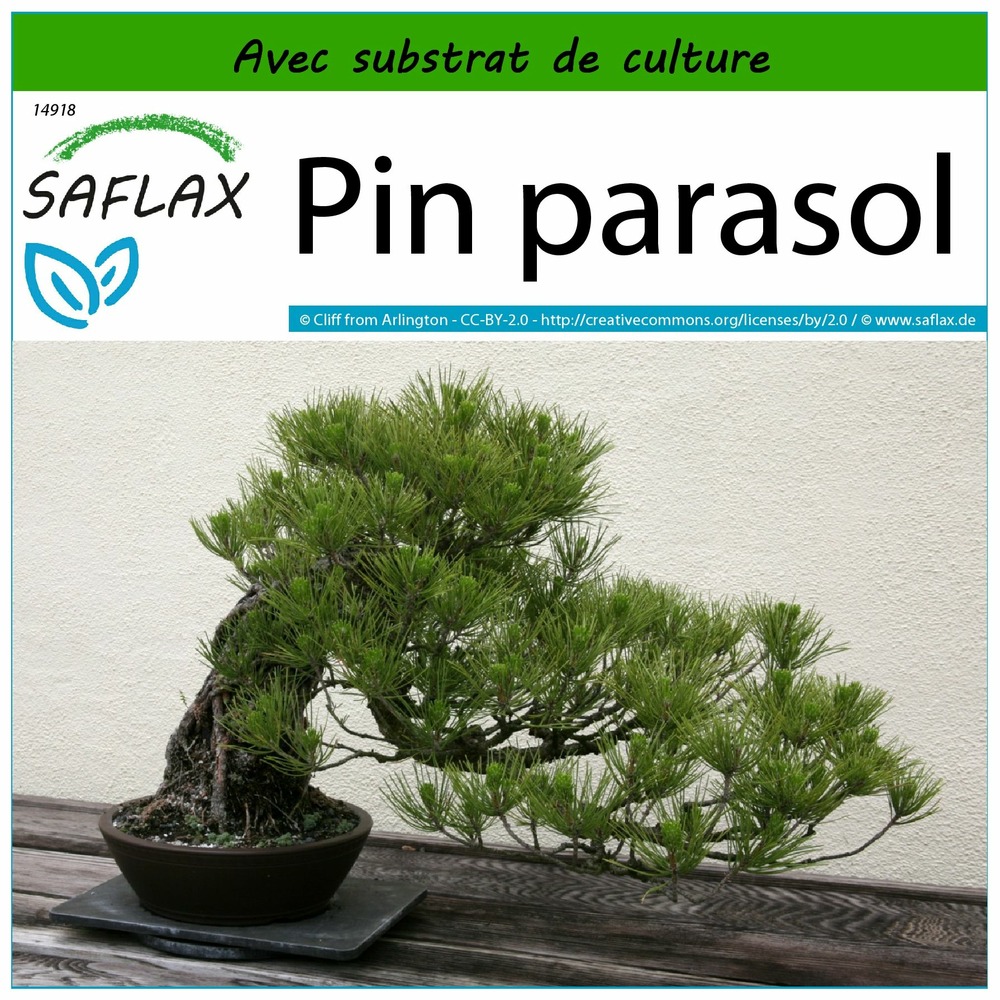 Pin parasol - 6 graines - avec substrat - pinus pinea