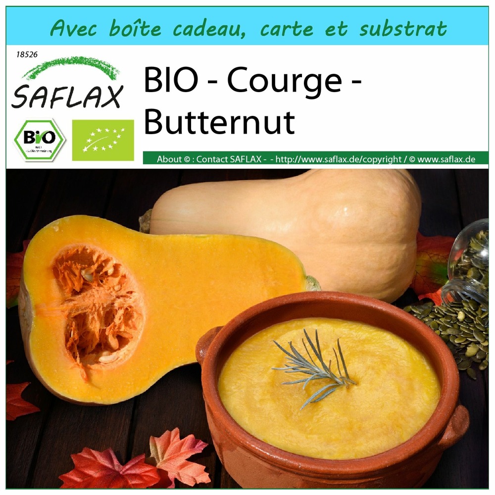 Ensemble-cadeau - bio - courge - butternut - 6 graines - cucurbita moschata