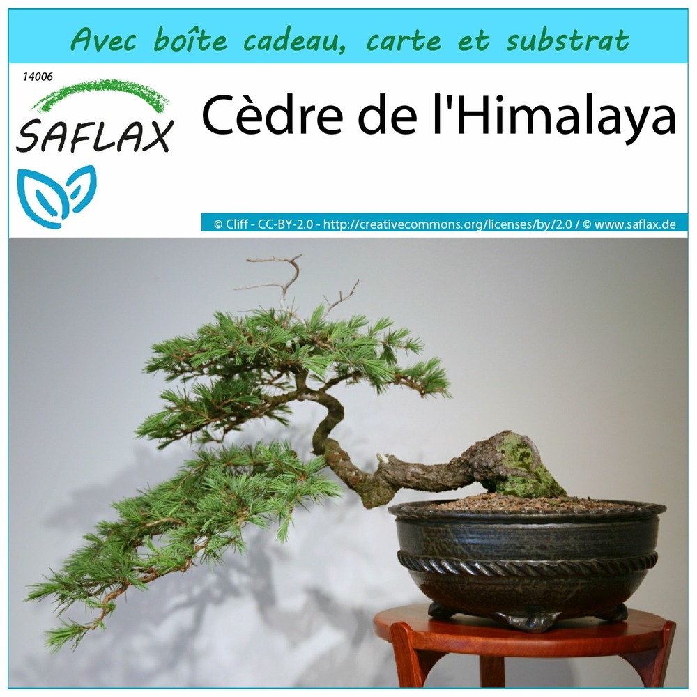 Ensemble-cadeau - cèdre de l'himalaya - 35 graines - cedrus deodara