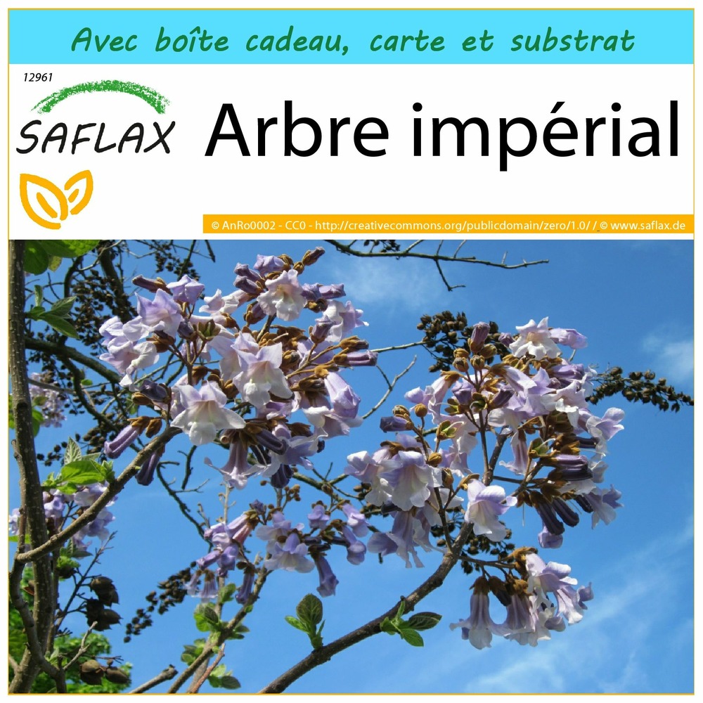 Ensemble-cadeau - arbre impérial - 200 graines - paulownia tomentosa