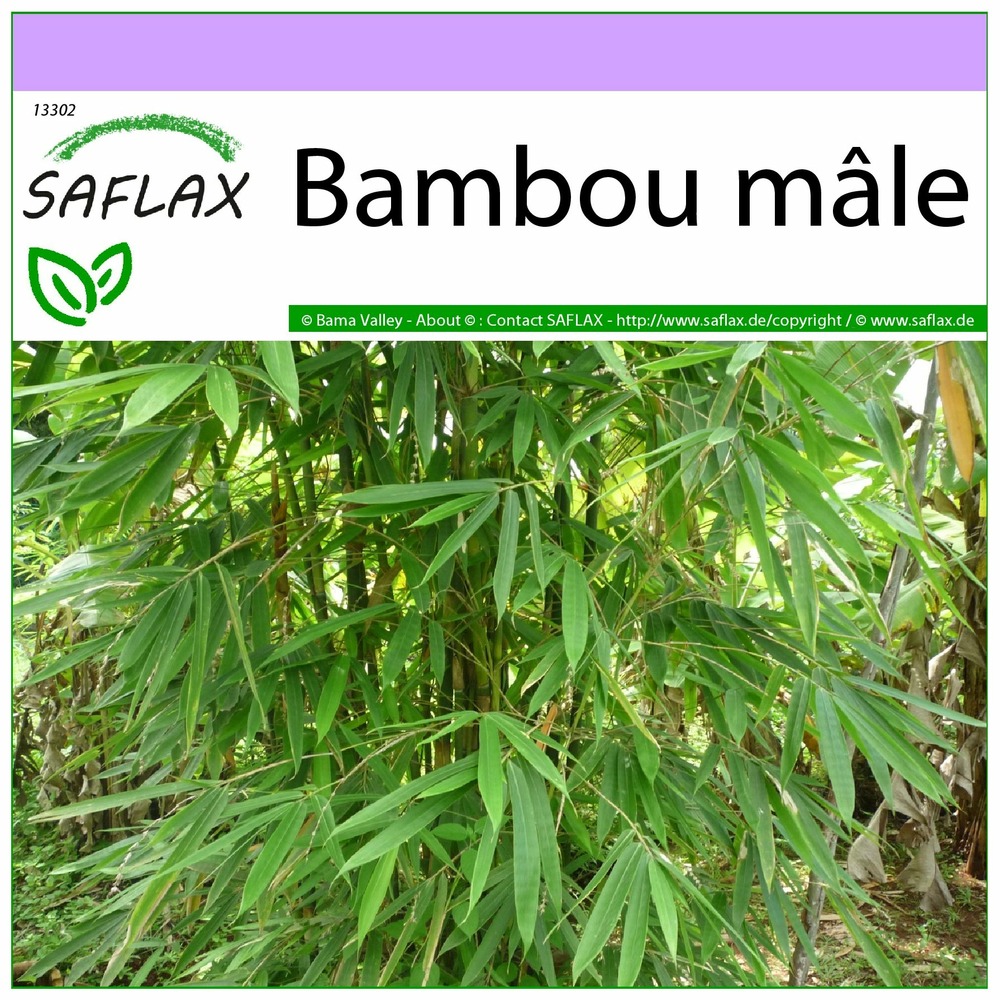 Bambou mâle - 50 graines - dendrocalamus strictus