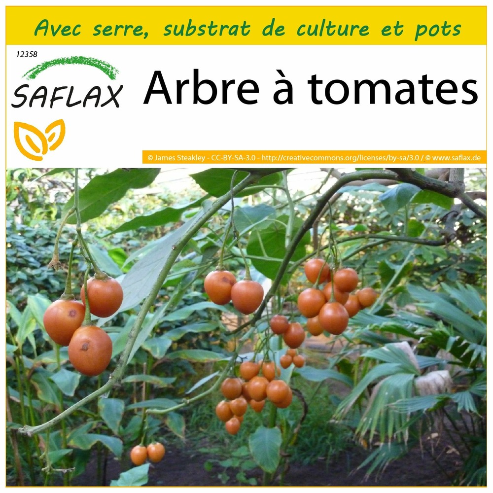 Ensemble de culture - arbre à tomates - 50 graines - cyphomandra betacea