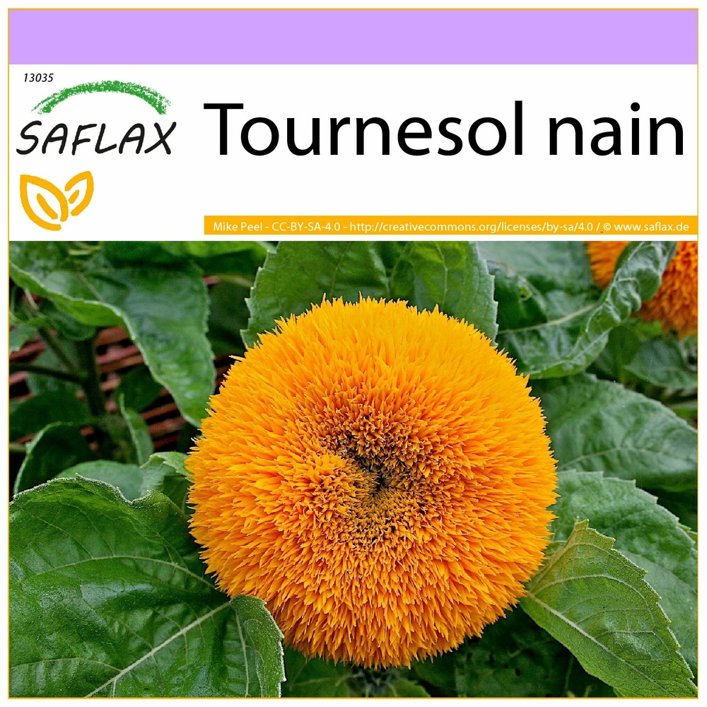 Tournesol nain - 40 graines - helianthus annuus