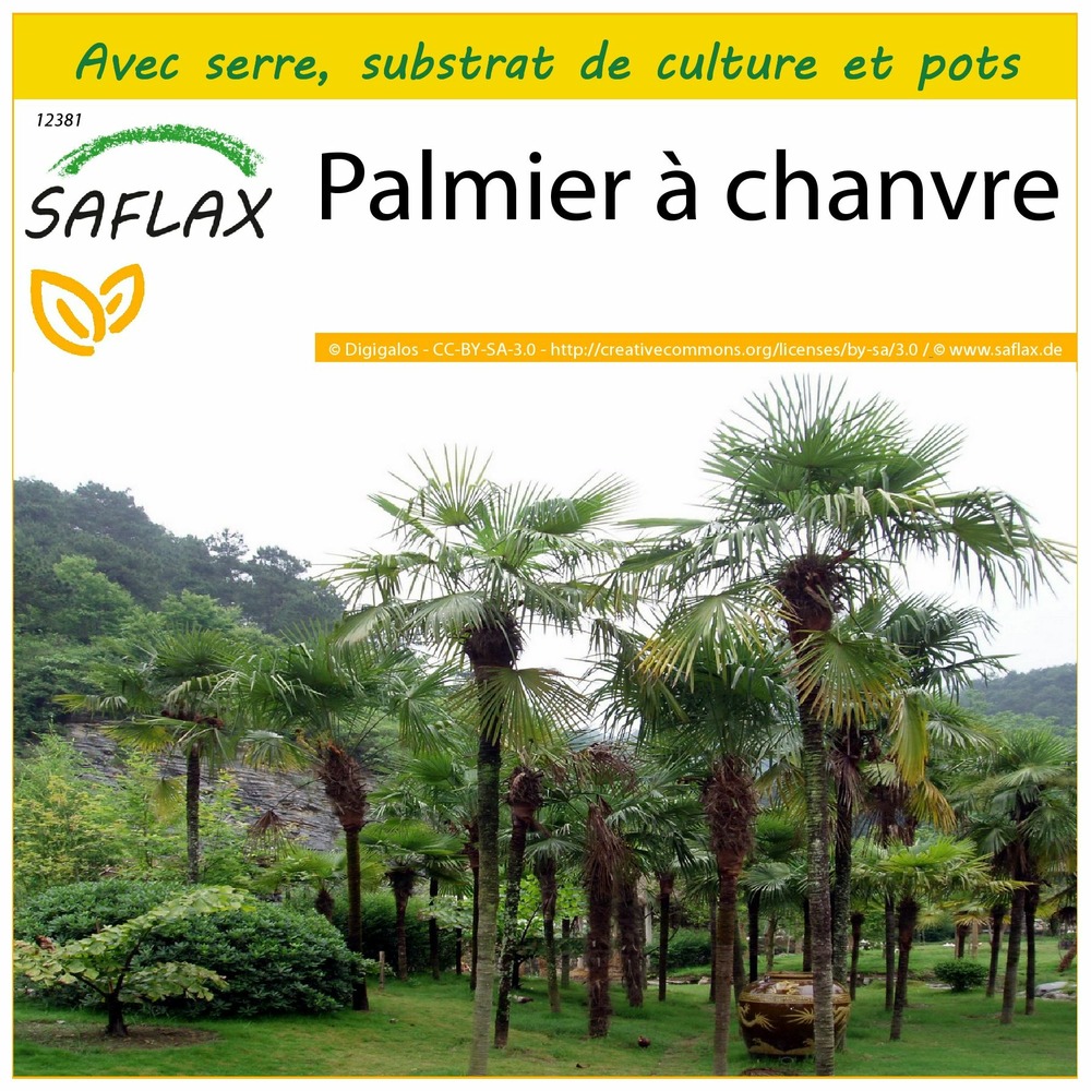 Ensemble de culture - palmier à chanvre - 10 graines - chamaerops excelsa