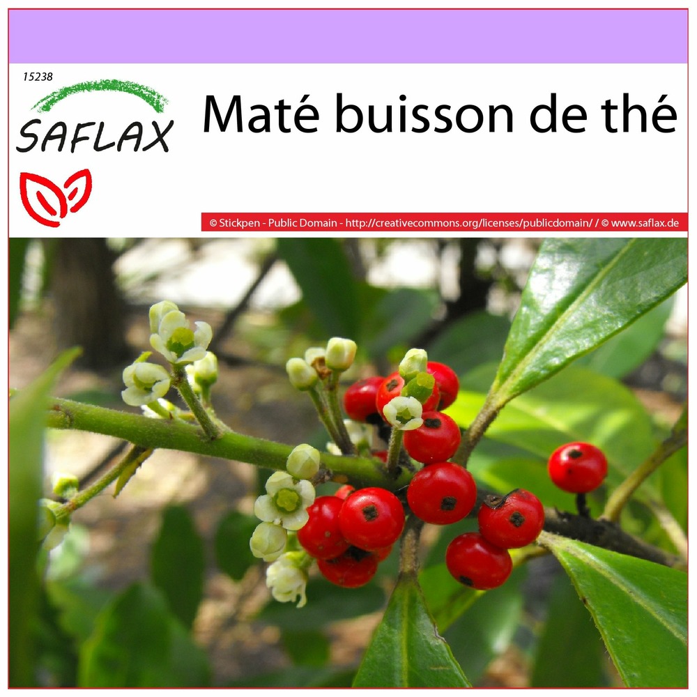Maté buisson de thé - 10 graines - ilex paraguariensis