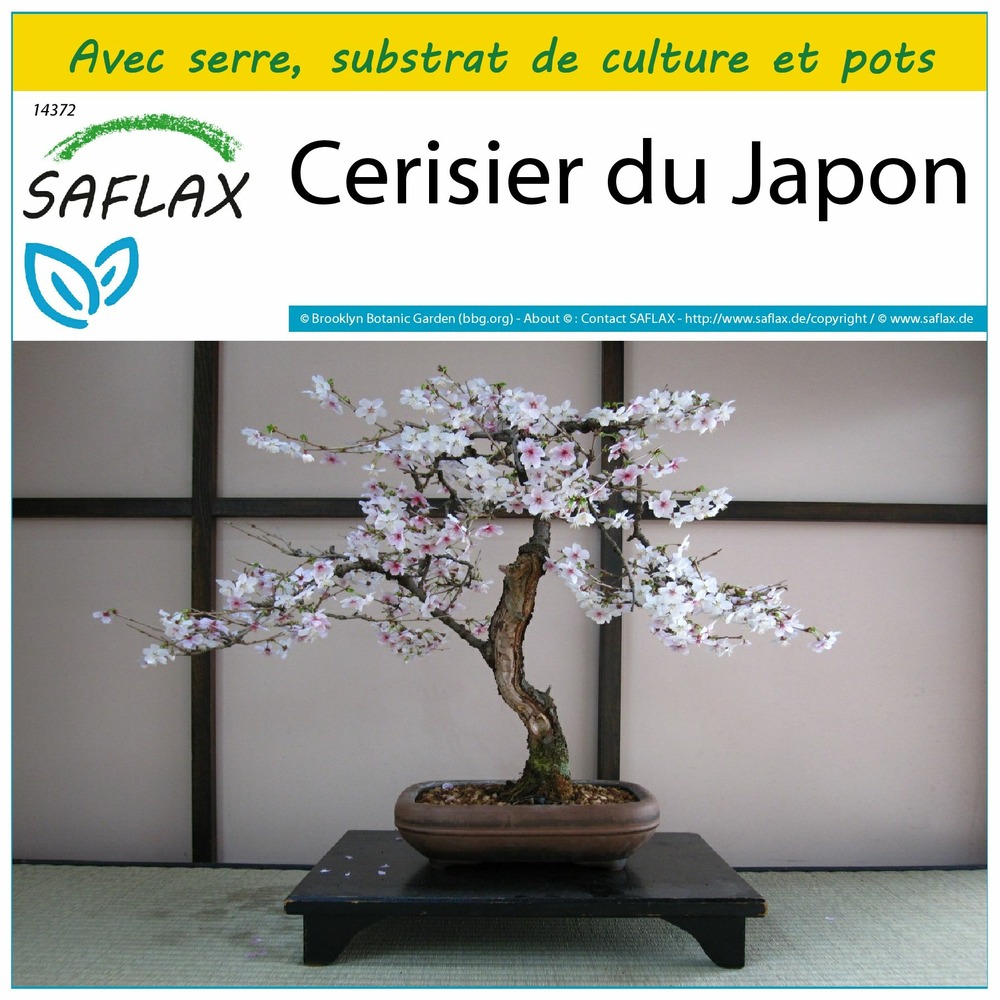 Kit de culture - cerisier du japon - 30 graines  - prunus serulata