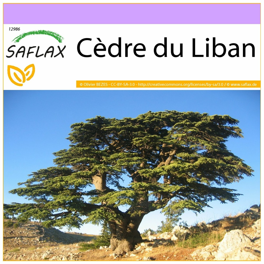 Cèdre du liban - 20 graines - cedrus libani