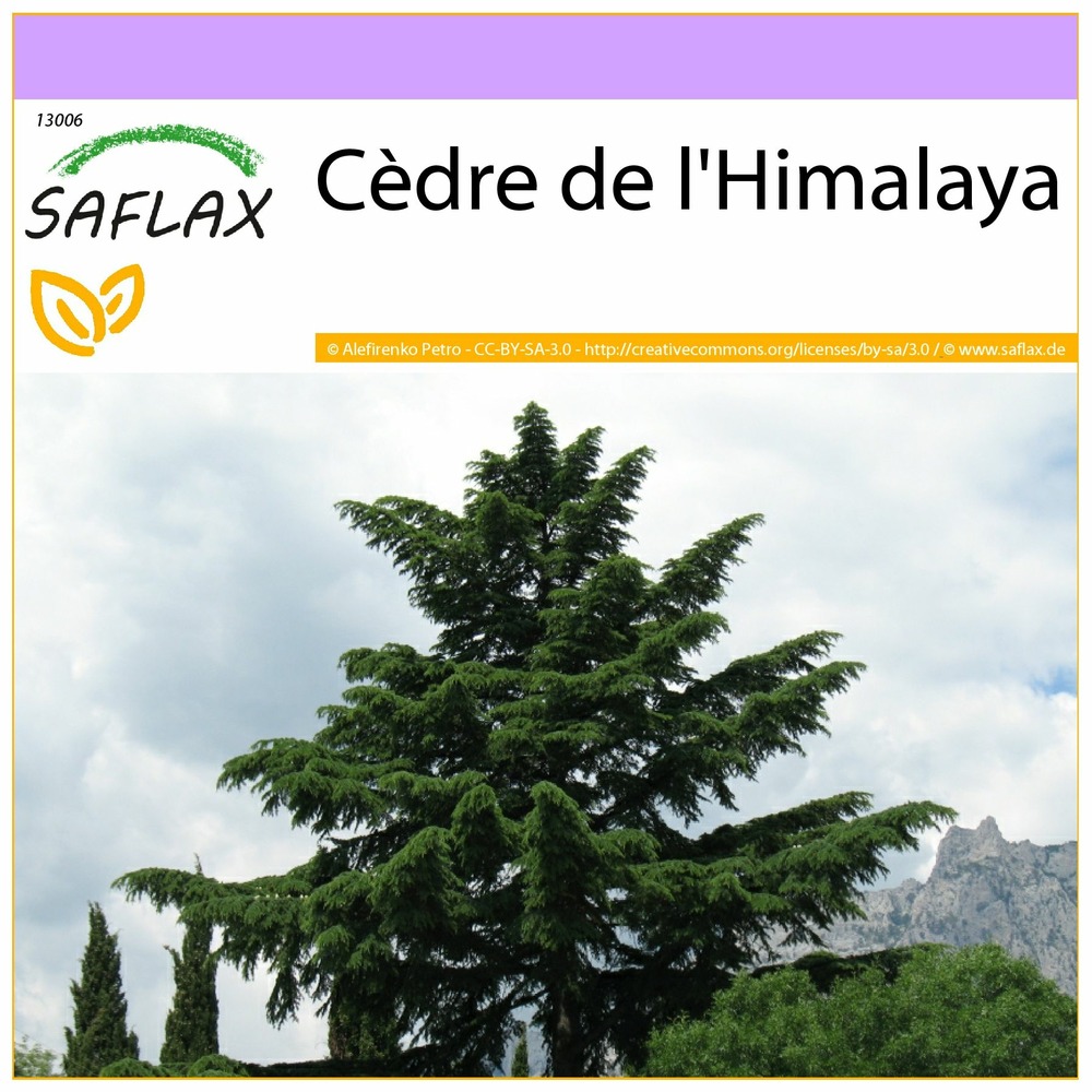 Cèdre de l'himalaya - 35 graines - cedrus deodara